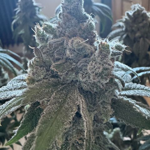 Punch Pie RQS growlog timeline photo