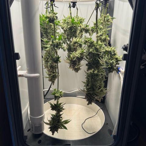 Punch Pie RQS growlog timeline photo