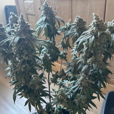 Punch Pie RQS growlog timeline photo