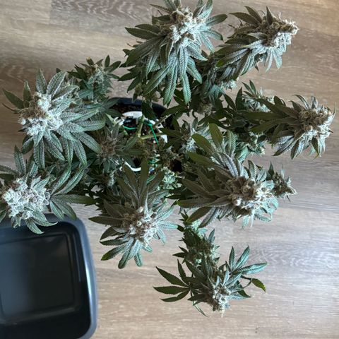 Punch Pie RQS growlog timeline photo
