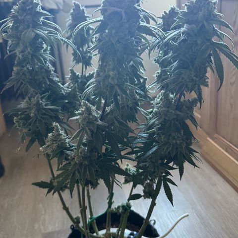 Punch Pie RQS growlog timeline photo