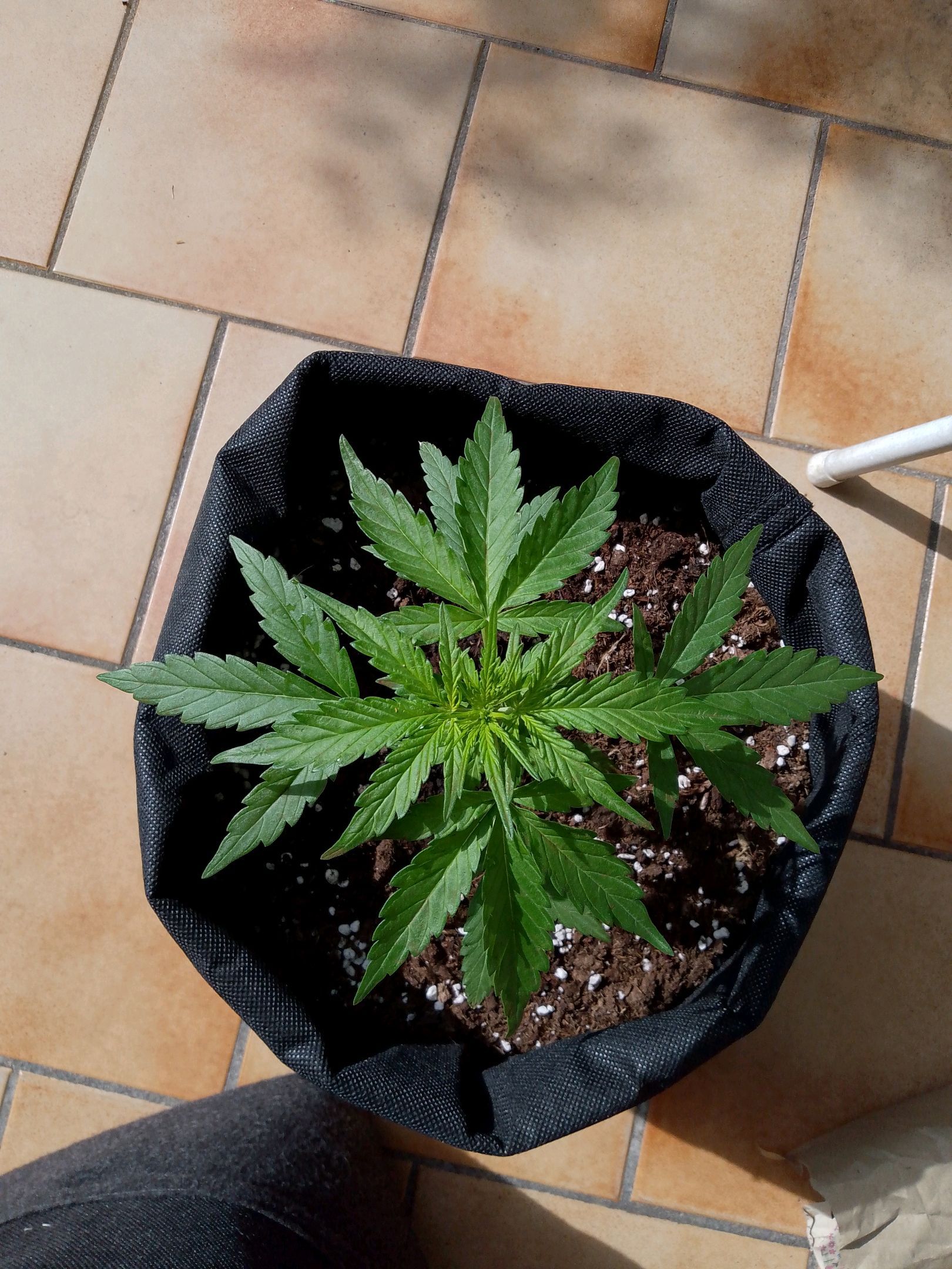 Sweet Skunk Automatic🥰 growlog header