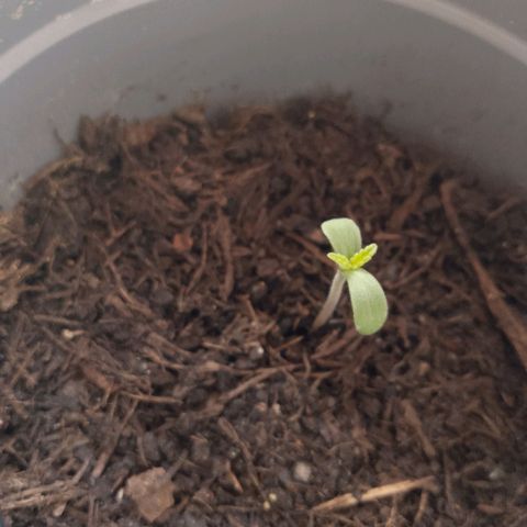 Purple Punch Automatic 🙏 growlog timeline photo