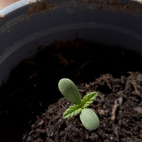 Purple Punch Automatic 🙏 growlog timeline photo