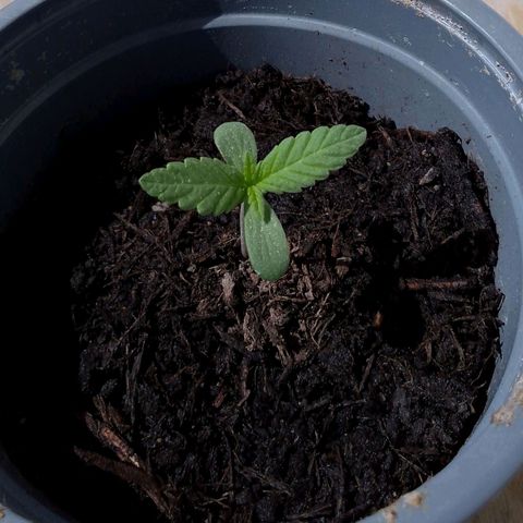 Purple Punch Automatic 🙏 growlog timeline photo