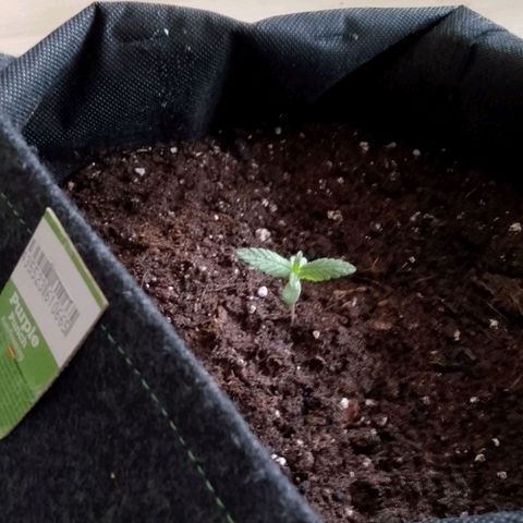 Purple Punch Automatic 🙏 growlog timeline photo