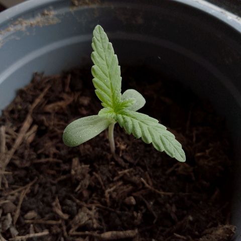 Purple Punch Automatic 🙏 growlog timeline photo