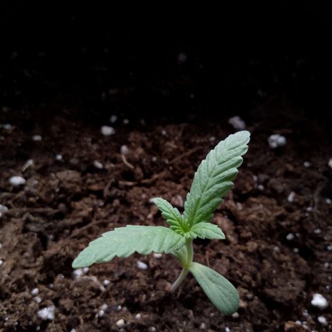 Purple Punch Automatic 🙏 growlog timeline photo