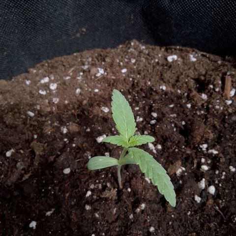 Purple Punch Automatic 🙏 growlog timeline photo