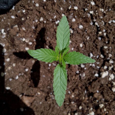 Purple Punch Automatic 🙏 growlog timeline photo
