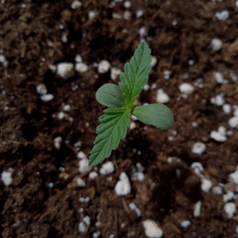 Wedding Cake Automatic growlog timeline photo