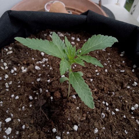 Purple Punch Automatic 🙏 growlog timeline photo