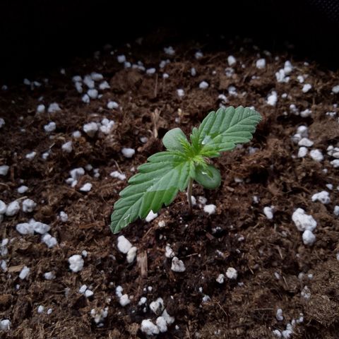 Wedding Cake Automatic growlog timeline photo