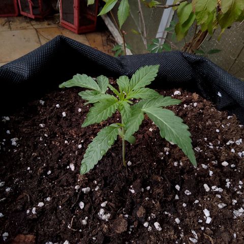 Purple Punch Automatic 🙏 growlog timeline photo