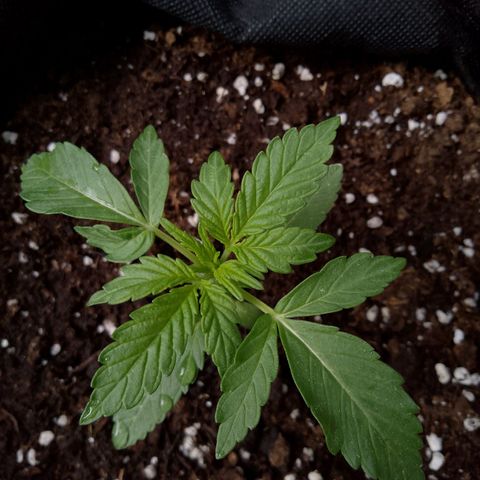 Purple Punch Automatic 🙏 growlog timeline photo
