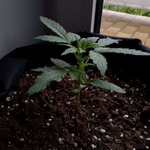 Purple Punch Automatic 🙏 growlog timeline photo