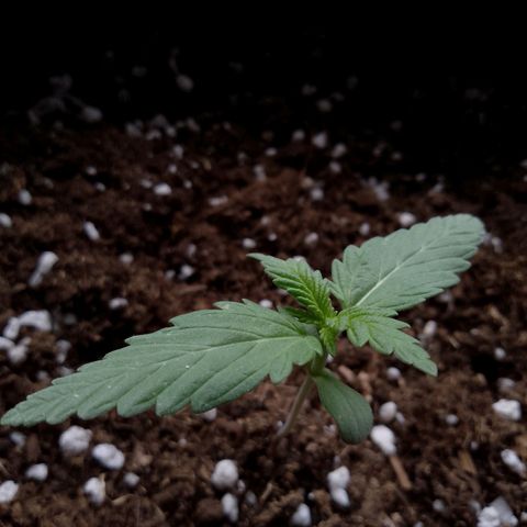 Wedding Cake Automatic growlog timeline photo