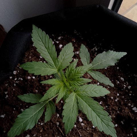 Purple Punch Automatic 🙏 growlog timeline photo