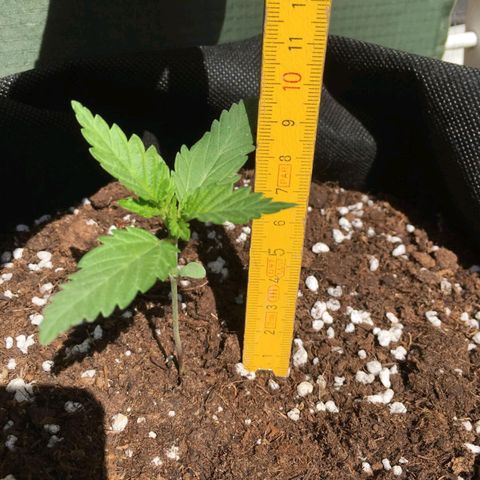 Wedding Cake Automatic growlog timeline photo