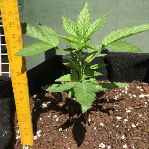 Purple Punch Automatic 🙏 growlog timeline photo