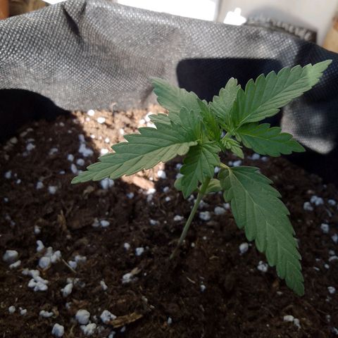 Wedding Cake Automatic growlog timeline photo
