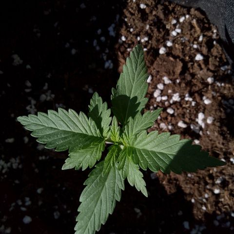 Wedding Cake Automatic growlog timeline photo