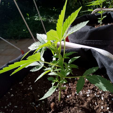 Purple Punch Automatic 🙏 growlog timeline photo