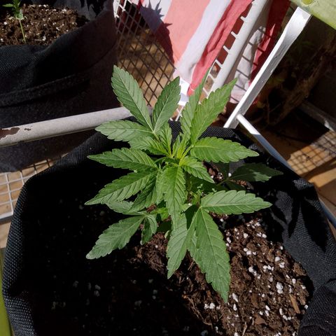 Purple Punch Automatic 🙏 growlog timeline photo