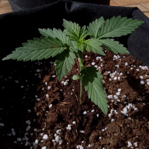 Wedding Cake Automatic growlog timeline photo