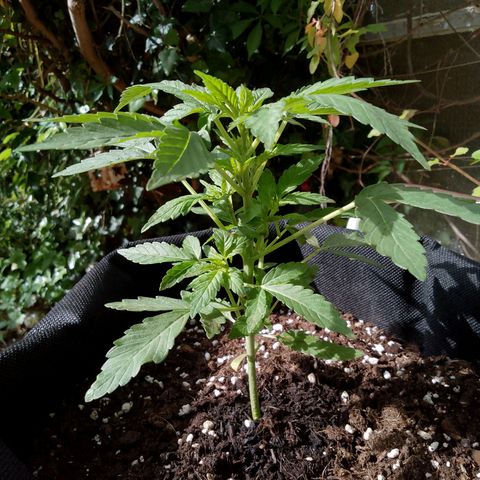 Purple Punch Automatic 🙏 growlog timeline photo