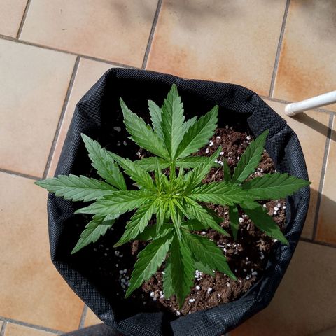 Sweet Skunk Automatic🥰 growlog in Window with constant airflow
