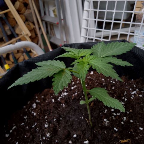 Wedding Cake Automatic growlog timeline photo