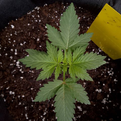 Wedding Cake Automatic growlog timeline photo
