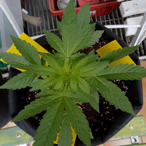 Purple Punch Automatic 🙏 growlog timeline photo
