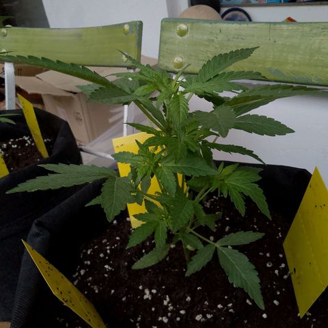 Purple Punch Automatic 🙏 growlog timeline photo