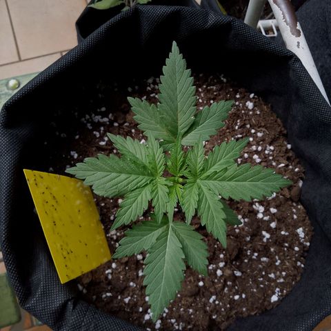 Wedding Cake Automatic growlog timeline photo