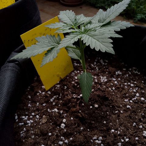 Wedding Cake Automatic growlog timeline photo