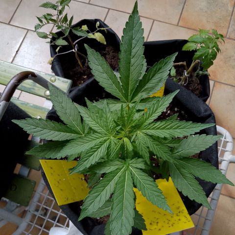 Purple Punch Automatic 🙏 growlog timeline photo