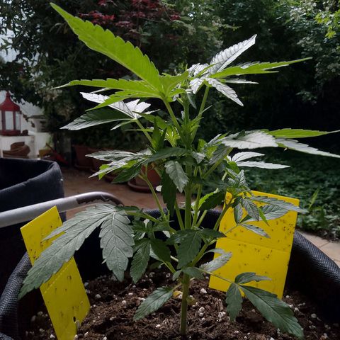 Purple Punch Automatic 🙏 growlog timeline photo
