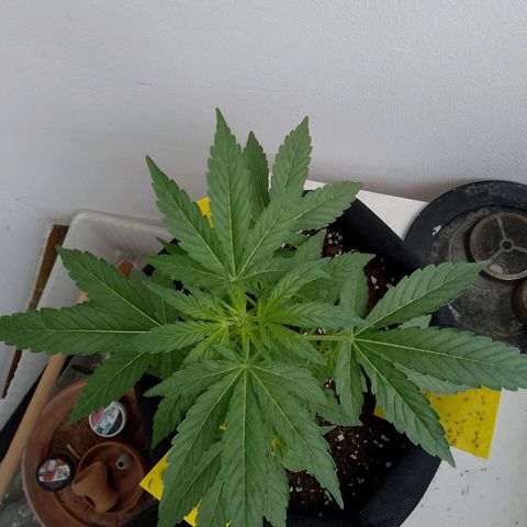 Purple Punch Automatic 🙏 growlog timeline photo