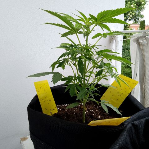 Purple Punch Automatic 🙏 growlog timeline photo
