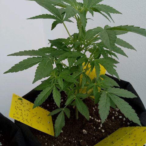 Purple Punch Automatic 🙏 growlog timeline photo