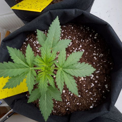 Wedding Cake Automatic growlog timeline photo