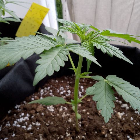 Wedding Cake Automatic growlog timeline photo