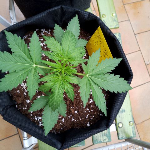 Wedding Cake Automatic growlog timeline photo
