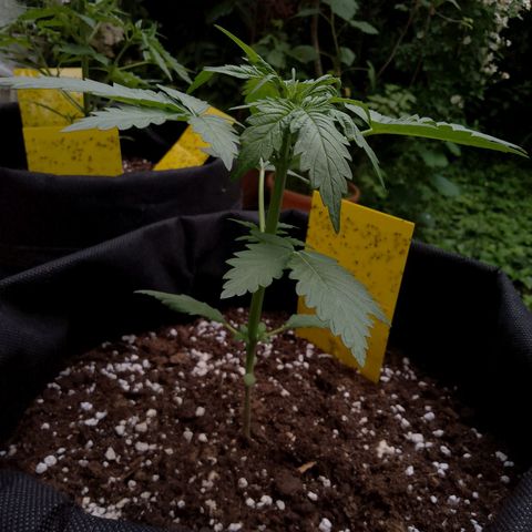 Wedding Cake Automatic growlog timeline photo