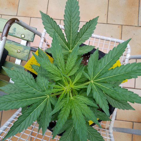 Purple Punch Automatic 🙏 growlog timeline photo