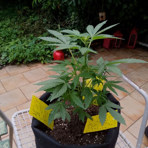 Purple Punch Automatic 🙏 growlog timeline photo