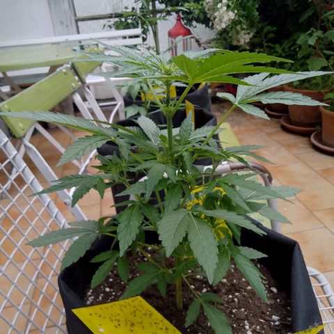 Purple Punch Automatic 🙏 growlog timeline photo