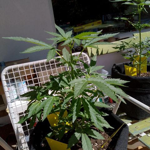 Purple Punch Automatic 🙏 growlog timeline photo
